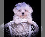 Puppy Riley Maltese