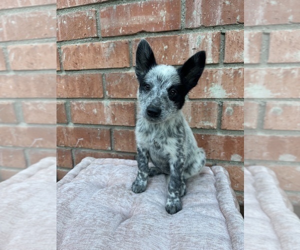 Medium Photo #11 Texas Heeler Puppy For Sale in SIMI VALLEY, CA, USA