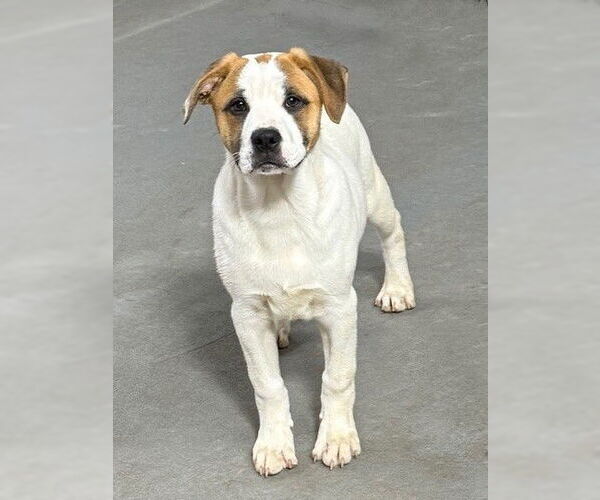 Medium Photo #2 Boxador Puppy For Sale in Genesee, WI, USA