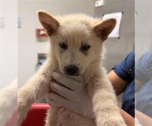 German Shepherd Dog-Unknown Mix Dogs for adoption in Bakersfield, CA, USA