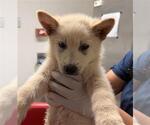 Small German Shepherd Dog Mix