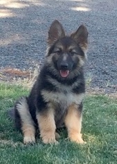 German Shepherd Dog Puppy for sale in PENDLETON, OR, USA