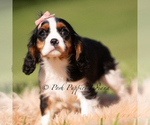 Small Photo #30 Cavalier King Charles Spaniel Puppy For Sale in WARSAW, IN, USA