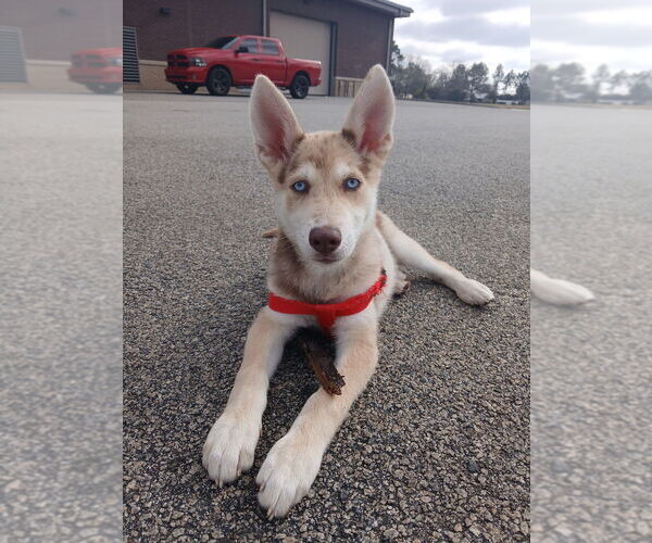 Medium Photo #1 Catahoula Leopard Dog-Siberian Husky Mix Puppy For Sale in Elmsford, NY, USA