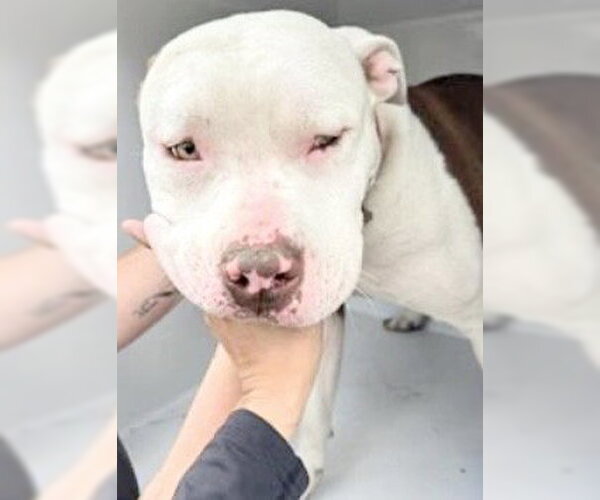 Medium Photo #1 Mutt Puppy For Sale in Houston, TX, USA