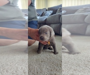 Labrador Retriever Puppy for Sale in HILLSBORO, Illinois USA