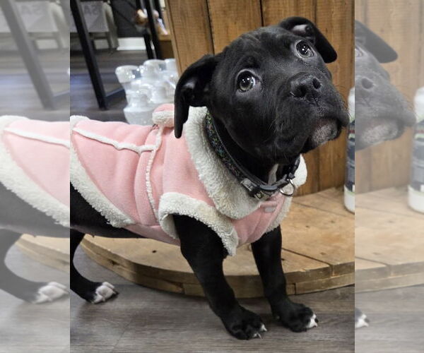 Medium Photo #1 Mutt Puppy For Sale in Clarkston, MI, USA