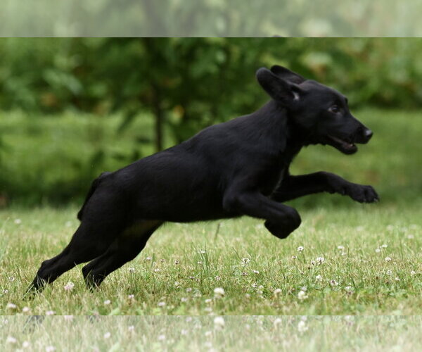 Medium Photo #2 German Shepherd Dog-Retriever  Mix Puppy For Sale in Mechanicsburg, PA, USA