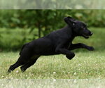 Small #1 German Shepherd Dog-Retriever  Mix