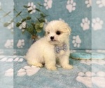 Small #6 Mal-Shi