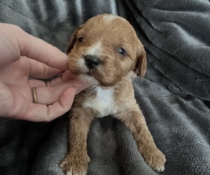 Cavapoo Puppy for sale in MOUNTAIN GRV, MO, USA