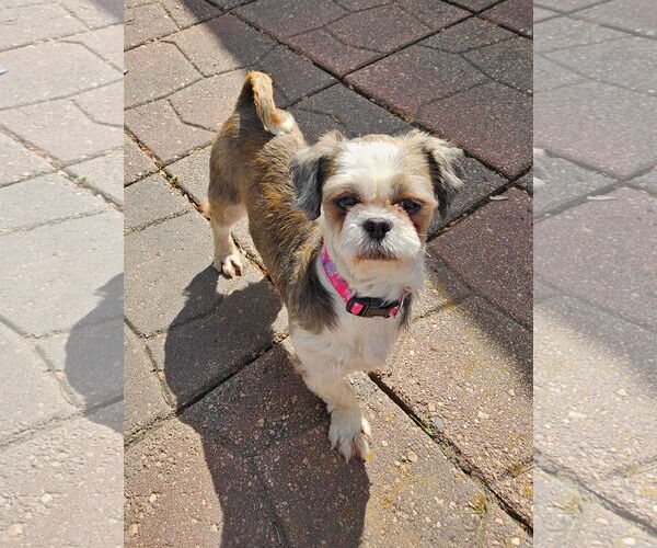 Medium Photo #2 Shih Tzu Puppy For Sale in Sioux Falls, SD, USA