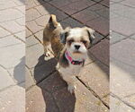 Small #1 Shih Tzu