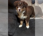 Puppy Puppy 4 Australian Shepherd