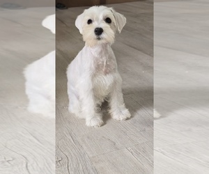 Schnauzer (Miniature) Puppy for sale in BROOKSVILLE, FL, USA