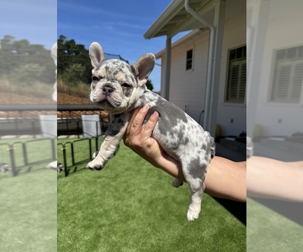 Medium Photo #6 French Bulldog Puppy For Sale in PLEASANTON, CA, USA