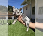 Small #5 French Bulldog