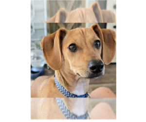 Chiweenie Dogs for adoption in Greenbelt, MD, USA