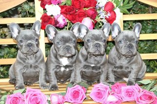 French Bulldog Puppy for sale in MARYSVILLE, WA, USA