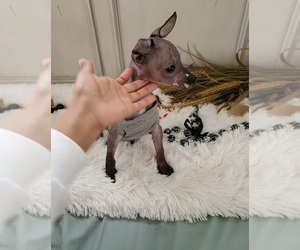 Xoloitzcuintli (Mexican Hairless) Puppy for sale in TAFT, CA, USA