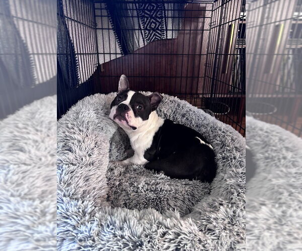 Medium Photo #3 Bulldog-Unknown Mix Puppy For Sale in Shermans Dale, PA, USA