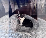 Small #2 Bulldog Mix