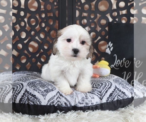 Medium Photo #2 Zuchon Puppy For Sale in MOUNT VERNON, OH, USA