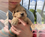Small Photo #10 Goldendoodle Puppy For Sale in CHAMPION, NC, USA