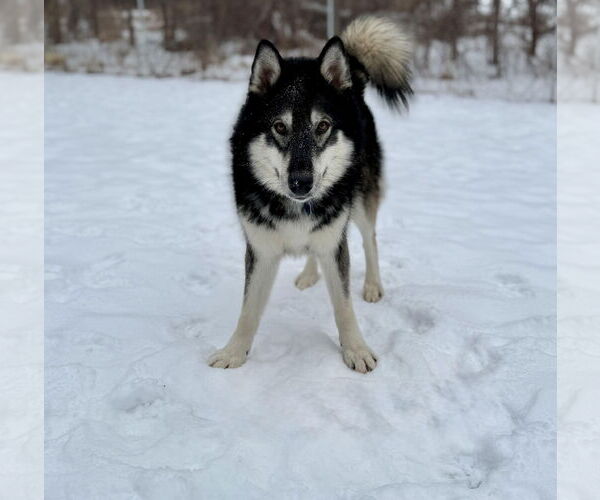 Medium Photo #1 Siberian Husky Puppy For Sale in Princeton, MN, USA