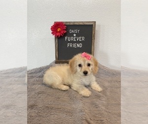 Doxie-Chon Puppy for sale in BLOOMFIELD, IN, USA