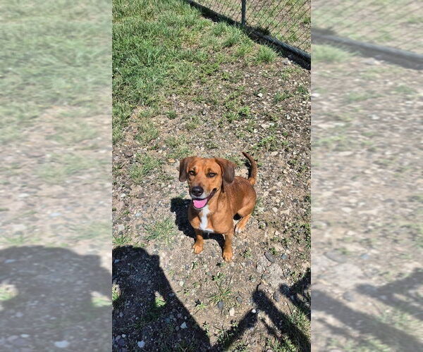 Medium Photo #2 Beagle-Unknown Mix Puppy For Sale in Oak Bluffs, MA, USA