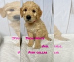 Small Photo #3 Goldendoodle Puppy For Sale in DELANO, CA, USA