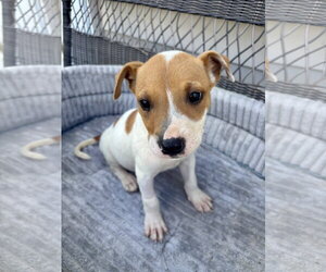 Jack Russell Terrier-Parson Russell Terrier Mix Dogs for adoption in Holly Springs, NC, USA