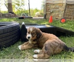 Small Photo #4 Great Bernese Puppy For Sale in IOLA, WI, USA