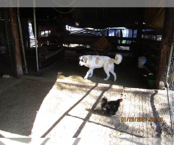 Medium Photo #19 Anatolian Shepherd-Maremma Sheepdog Mix Puppy For Sale in LECANTO, FL, USA