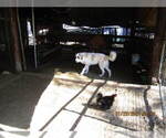 Small Photo #19 Anatolian Shepherd-Maremma Sheepdog Mix Puppy For Sale in LECANTO, FL, USA