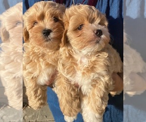 Maltese-Poodle (Toy) Mix Puppy for sale in ROSEMEAD, CA, USA