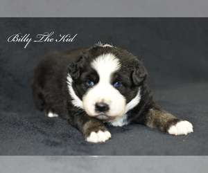 Australian Shepherd Puppy for sale in EASTON, MO, USA