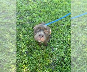 American Pit Bull Terrier Dogs for adoption in Vero Beach, FL, USA