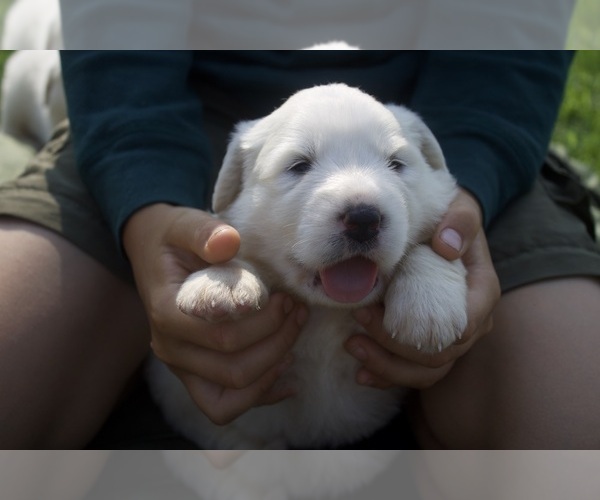 Medium Photo #3 Anatolian Shepherd-Great Pyrenees Mix Puppy For Sale in WINTERSET, IA, USA