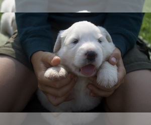 Medium Anatolian Shepherd-Great Pyrenees Mix