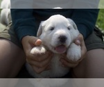 Puppy Clover Anatolian Shepherd-Great Pyrenees Mix