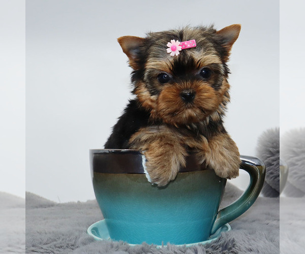 Medium Photo #1 Yorkshire Terrier Puppy For Sale in LOS ANGELES, CA, USA