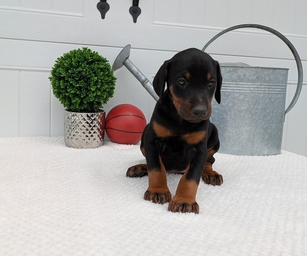 Medium Photo #7 Doberman Pinscher Puppy For Sale in GOSHEN, IN, USA