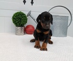 Small Photo #8 Doberman Pinscher Puppy For Sale in GOSHEN, IN, USA