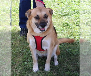 Sadie - Female Labrador Retriever Dog for Adoption - Photo #4
