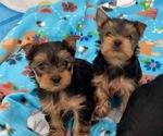 Small #2 Yorkshire Terrier