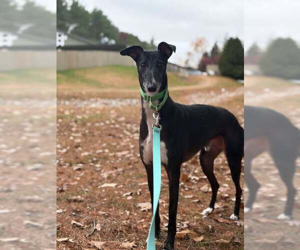 Medium Photo #3 Greyhound Puppy For Sale in Cherry Hill, NJ, USA