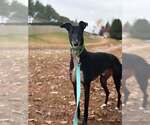 Small #2 Greyhound