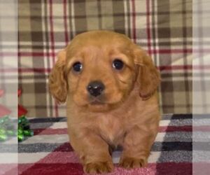 Dachshund Puppy for sale in FREDONIA, PA, USA